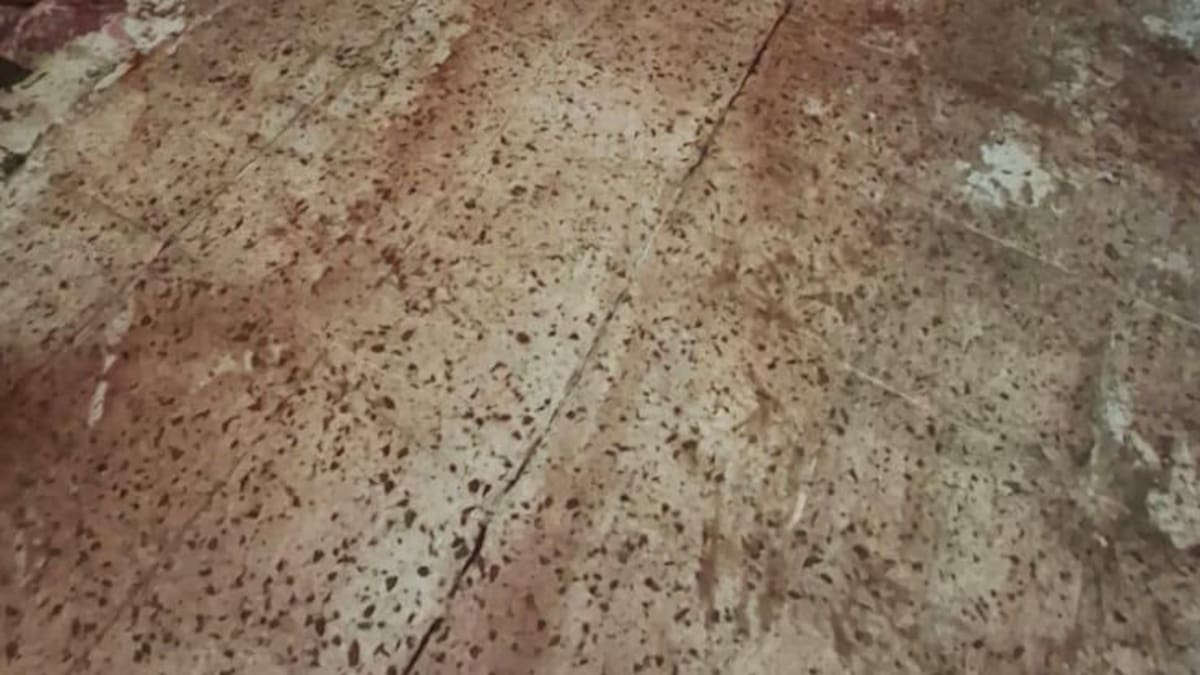 Incautan más de 3 toneladas de carne en Campo Valdés por irregularidades sanitarias