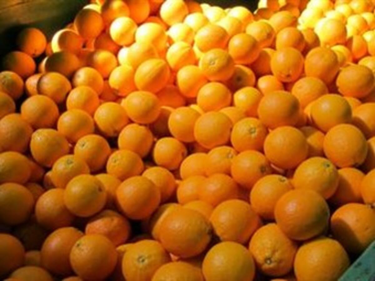 Incautan más de 3 toneladas de marihuana camufladas en un cargamento de naranjas
