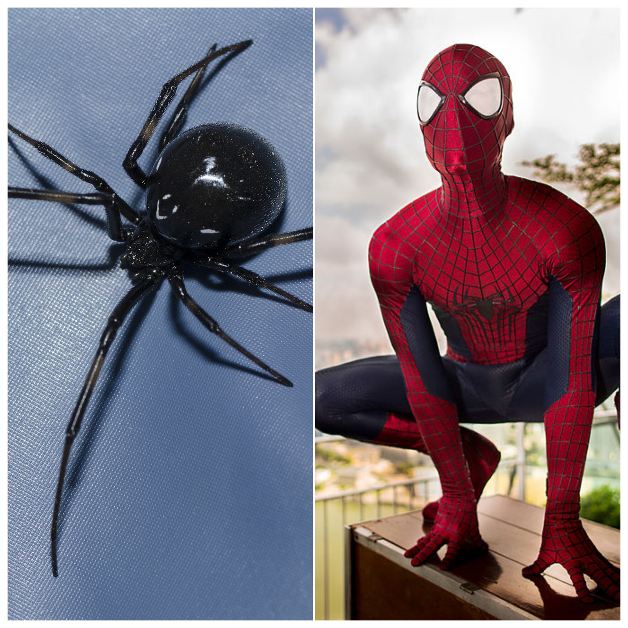 Araña viuda negra / Getty Images