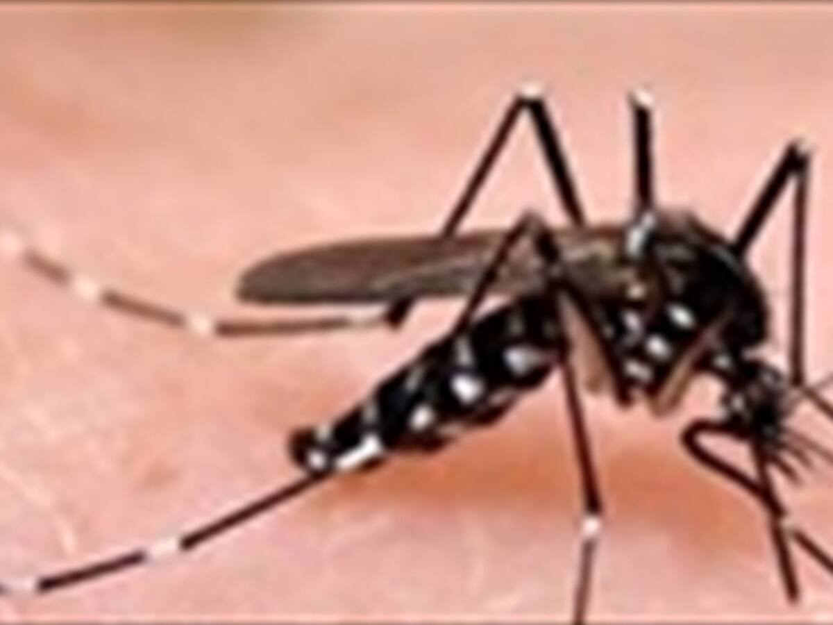 Confirman 21 casos de chikungunya en el departamento de Sucre
