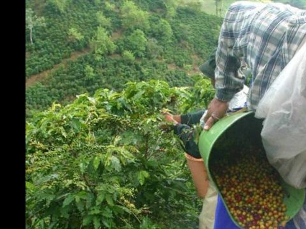 Cafeteros de la Sierra Nevada se tomaron Troncal de Oriente en Magdalena