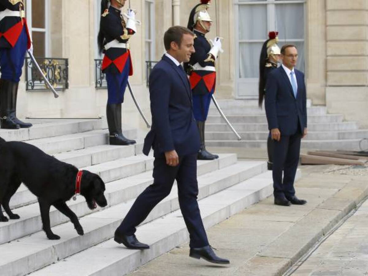 Nemo, el perro de Macron se orina en plena reunión de ministros