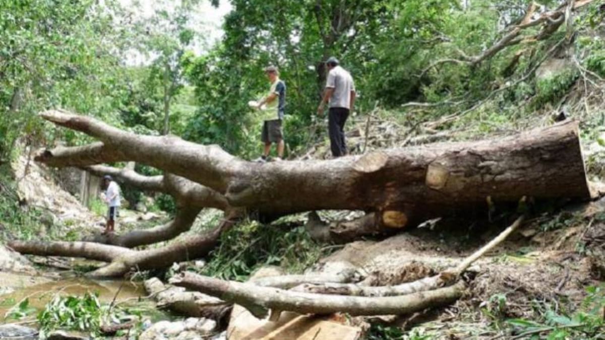 ICA impulsa el control de plagas en la producción forestal