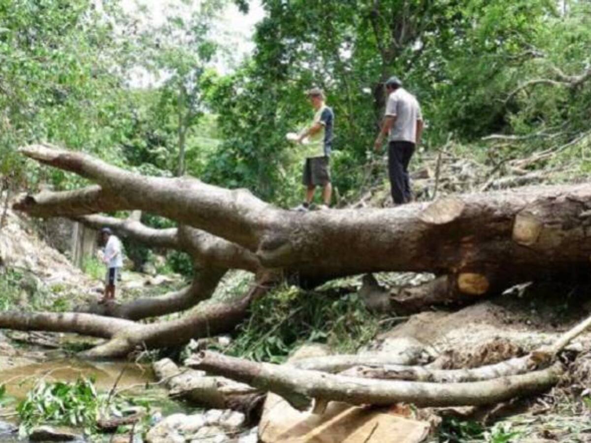 ICA impulsa el control de plagas en la producción forestal