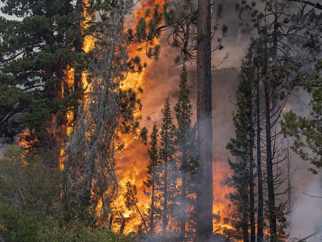 Un ecosistema puede tardar hasta 100 años para recuperarse de un incendio: Tania González