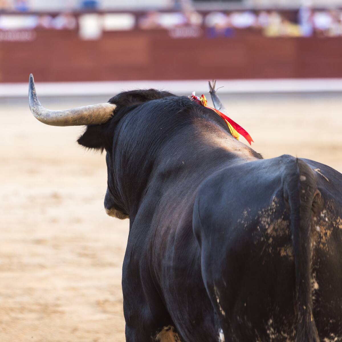 Polémica en Charalá por actividad taurina durante las ferias