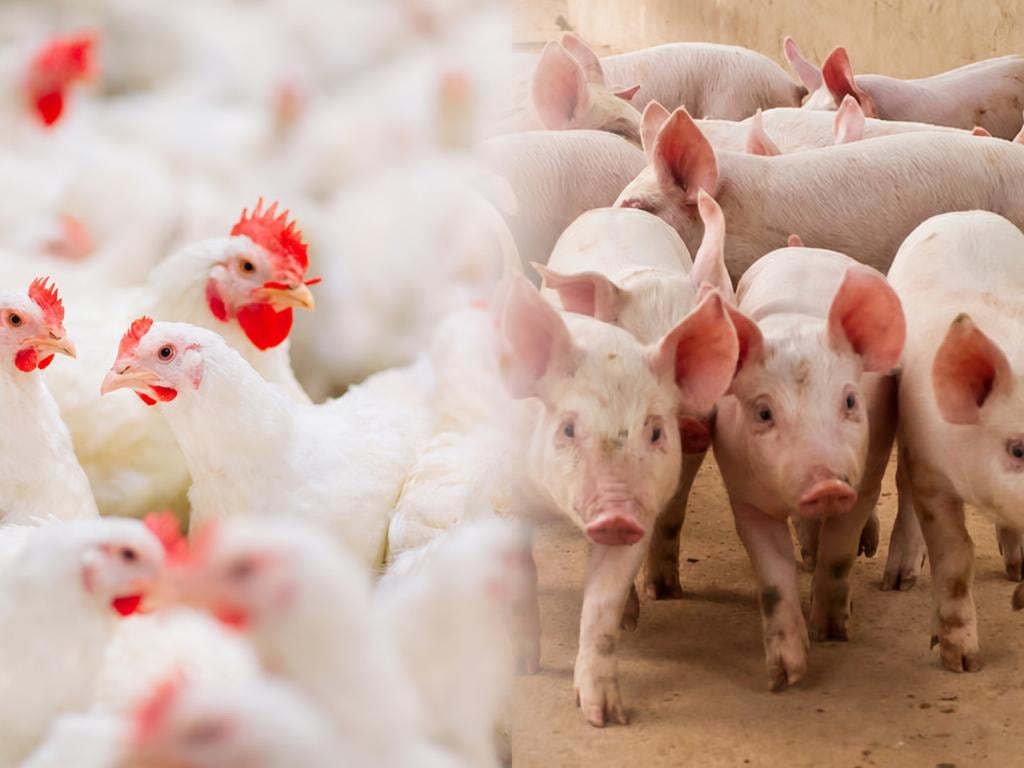 El Ministerio de Agricultura, el ICA, Fenavi y Porkcolombia unirán esfuerzos para mantener a Colombia libre de enfermedades como la influenza aviar, Newcastle y la peste porcina clásica.