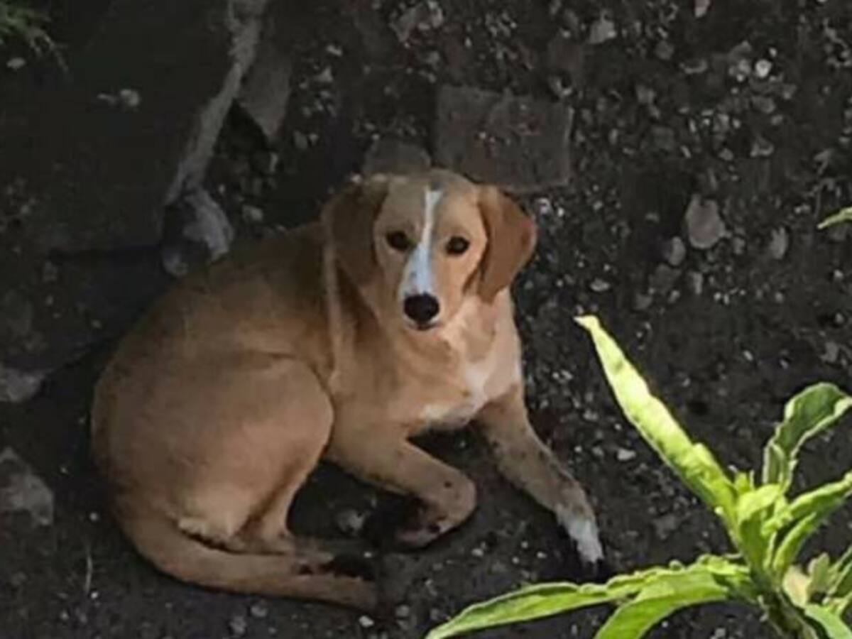 Mujer les corta las patas a sus perros para que no escarben en el jardín