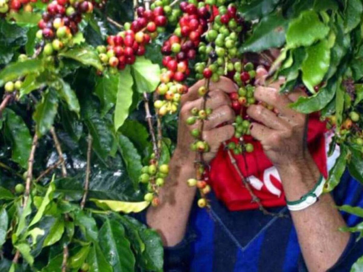Un recolector de café perdió la vida al ser alcanzado por un rayo en Ibagué