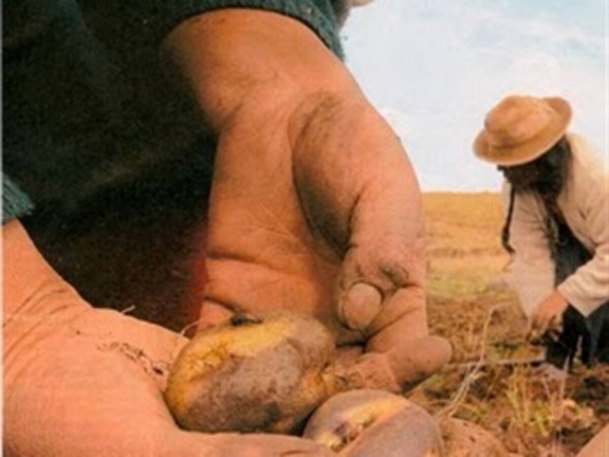 Sube el precio de la papa por cuenta de las heladas
