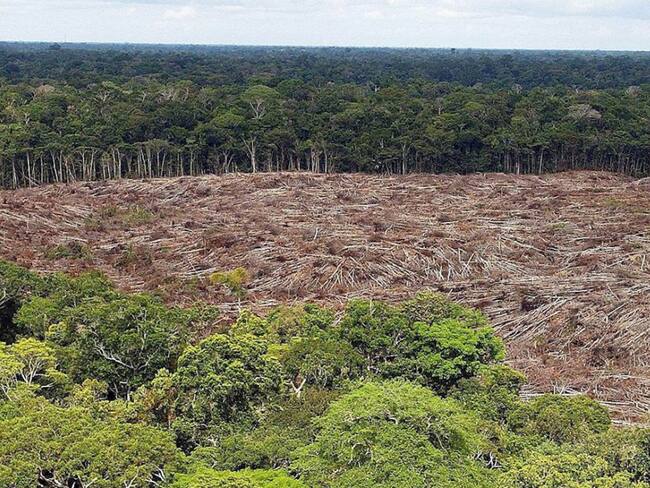 Experto: En deforestación, Colombia tiene “rabo de paja”