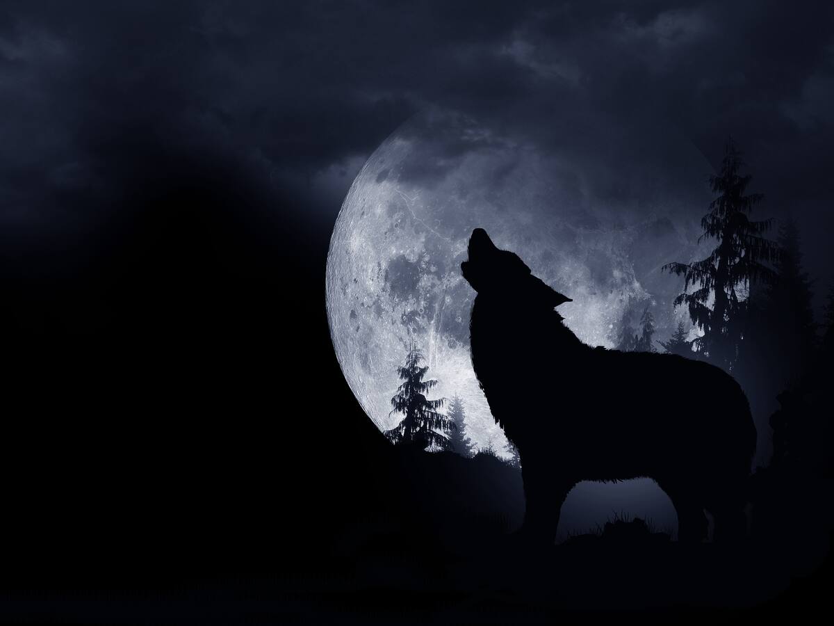 Luna de lobo, ¿qué es y por qué se llama así?: Fecha para verla en enero