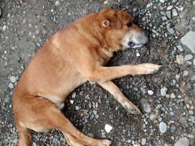 Envenenan a 36 perros en el sur de Pereira