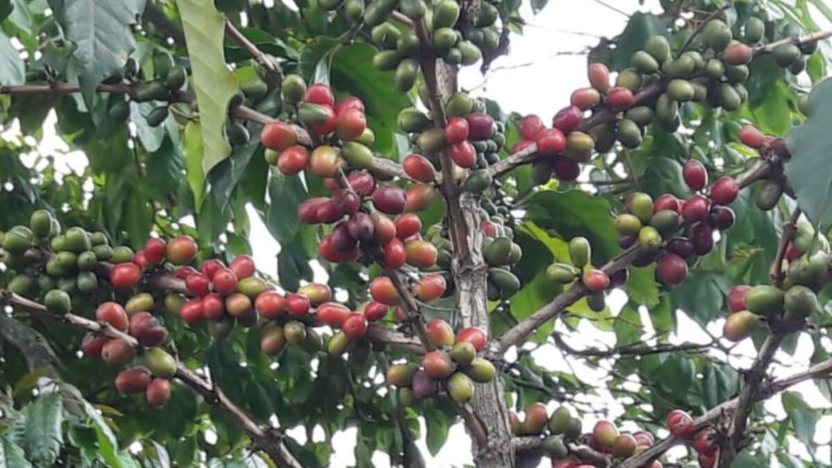 Hay un déficit del 30% en recolectores de café en el departamento del Quindío