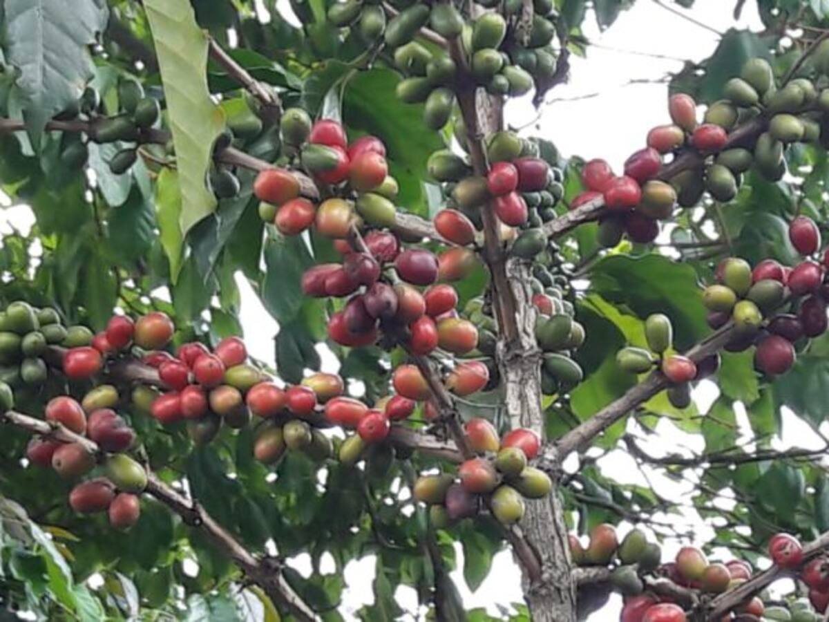 Hay déficit del 30% en recolectores de café en el departamento del Quindío