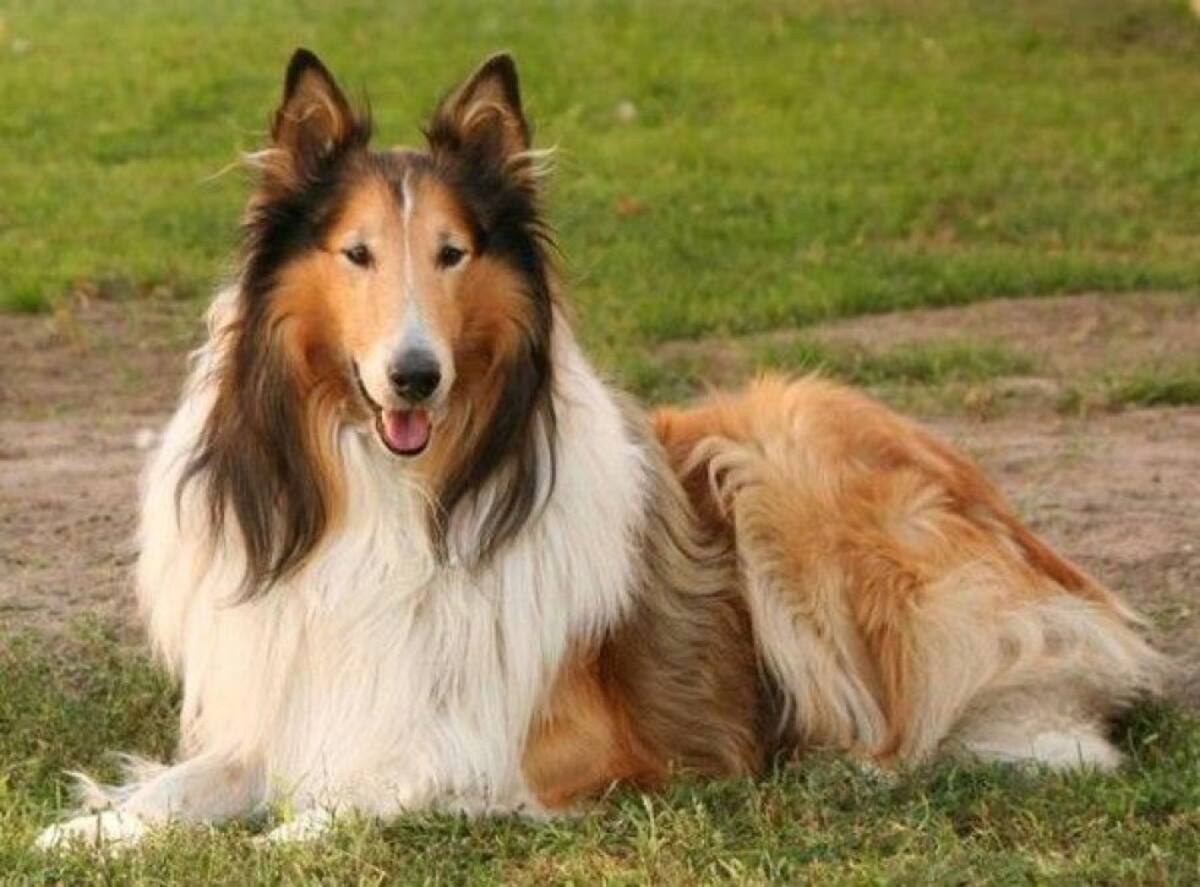 Lassie es una de las perras más conocidas del cine