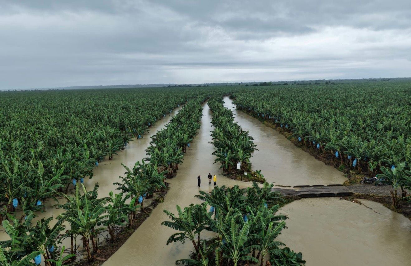 Inundaciones en cultivos de banano en Urabá. Cortesía: Augura