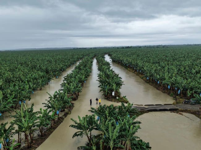 Inundaciones en cultivos de banano en Urabá. Cortesía: Augura
