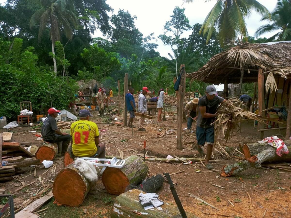 Caída de árbol por poco ocasiona tragedia en zona rural de El Carmen de Bolívar