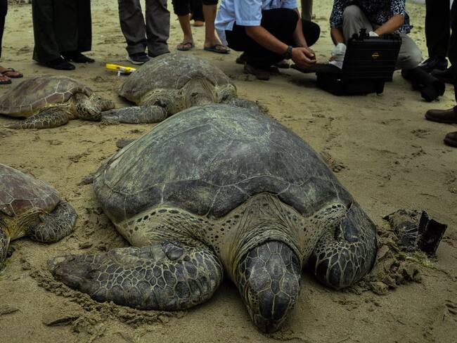 Comunidades costeras pueden ayudar a monitorear tortugas marinas