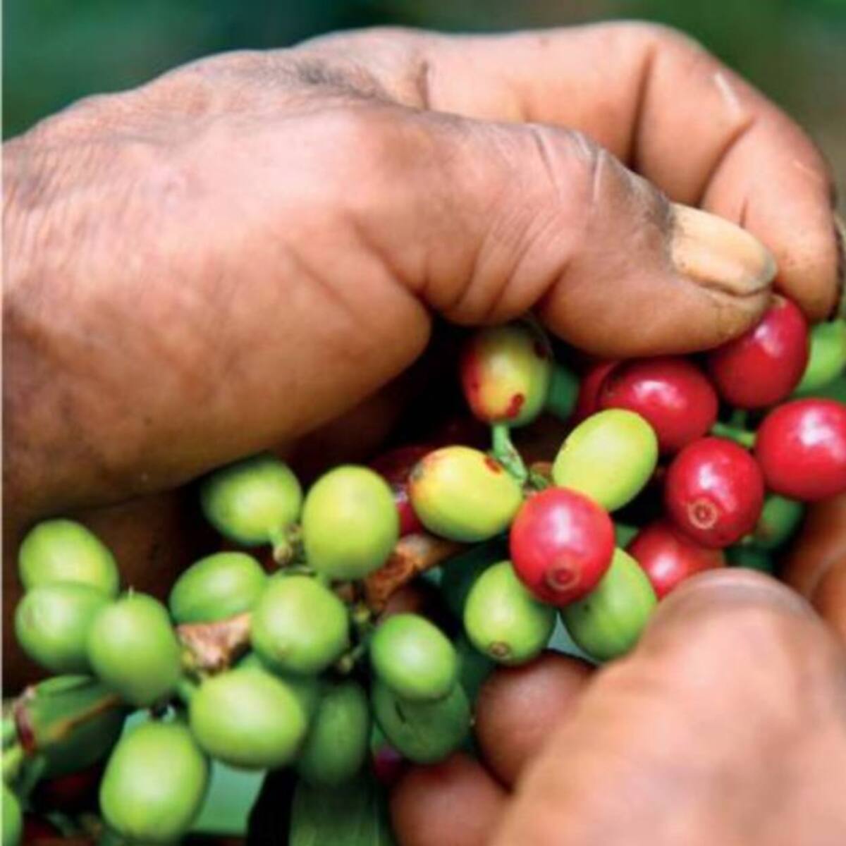 Comité de Cafeteros de Risaralda niega baja calidad del grano recolectado