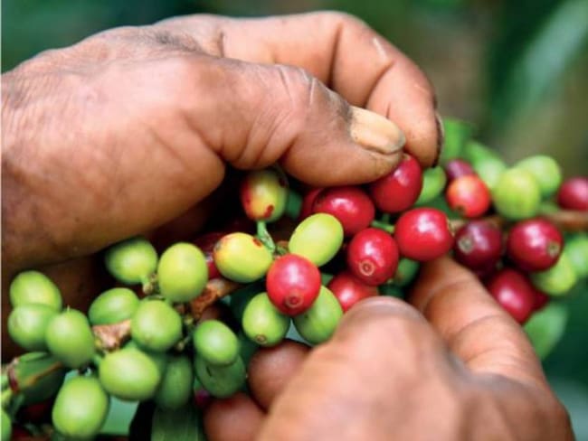 Comité de Cafeteros de Risaralda niega baja calidad del grano recolectado
