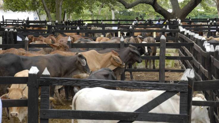 El presidente del comité de ganaderos del departamento, Guiovanni Galindo