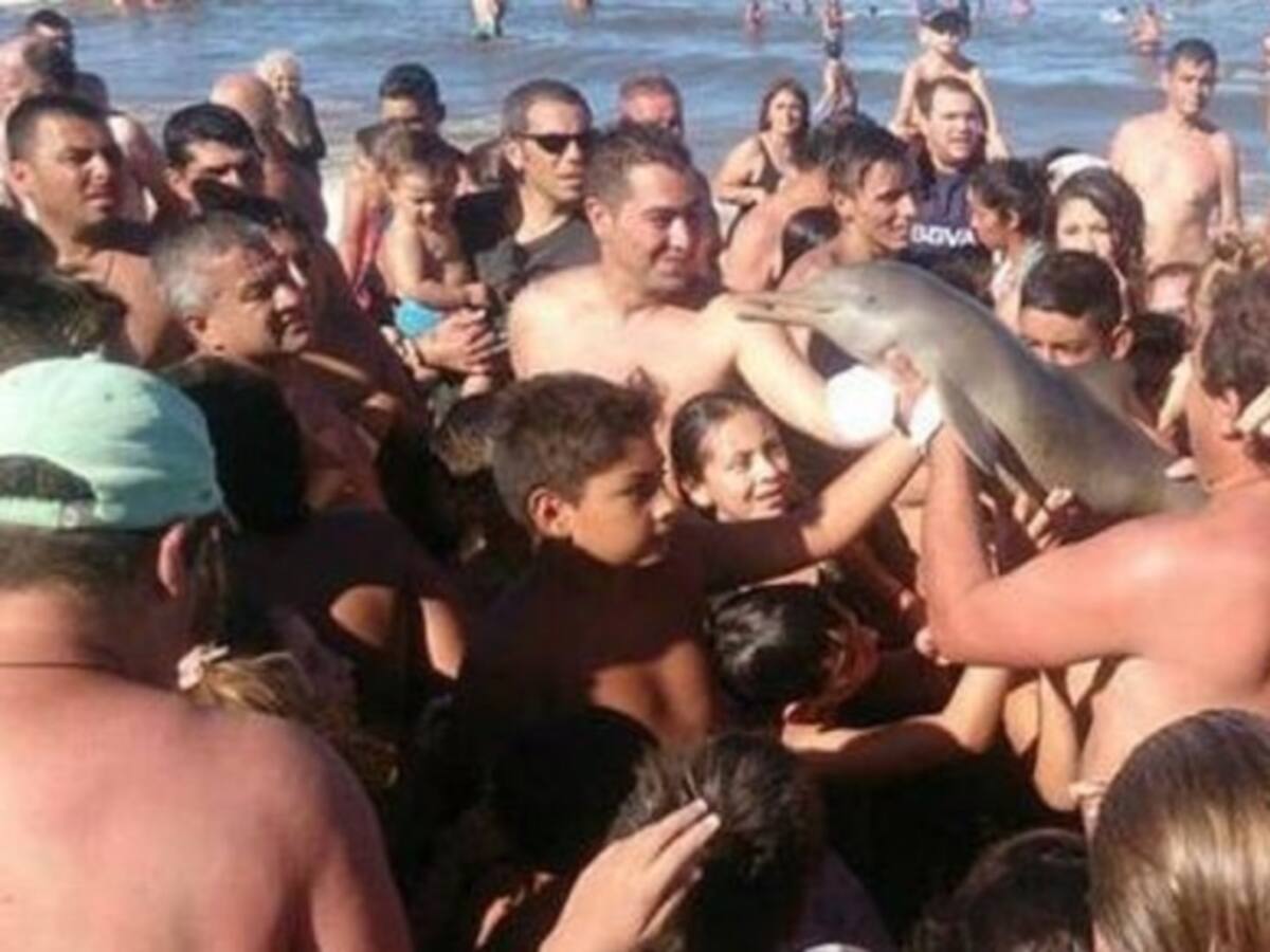 Indignación por hombre que sacó a un delfín del mar y luego lo deja morir