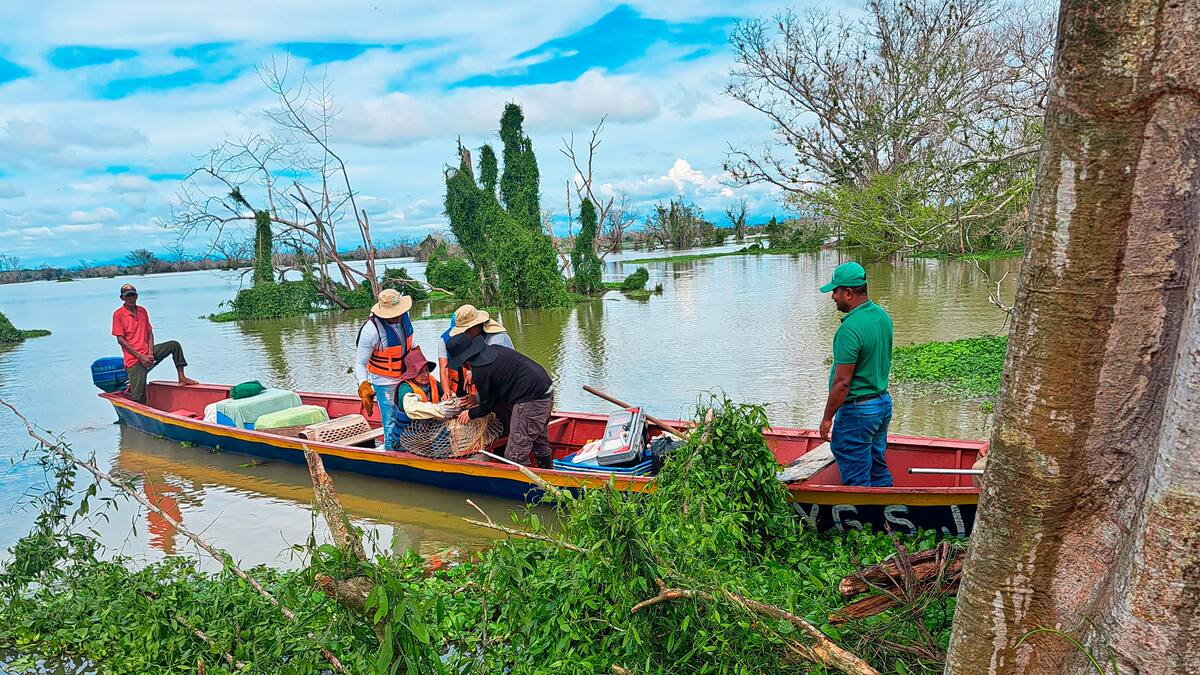 Sucre siembra 50.000 alevinos para recuperar ecosistemas y fortalecer la pesca en La Mojana