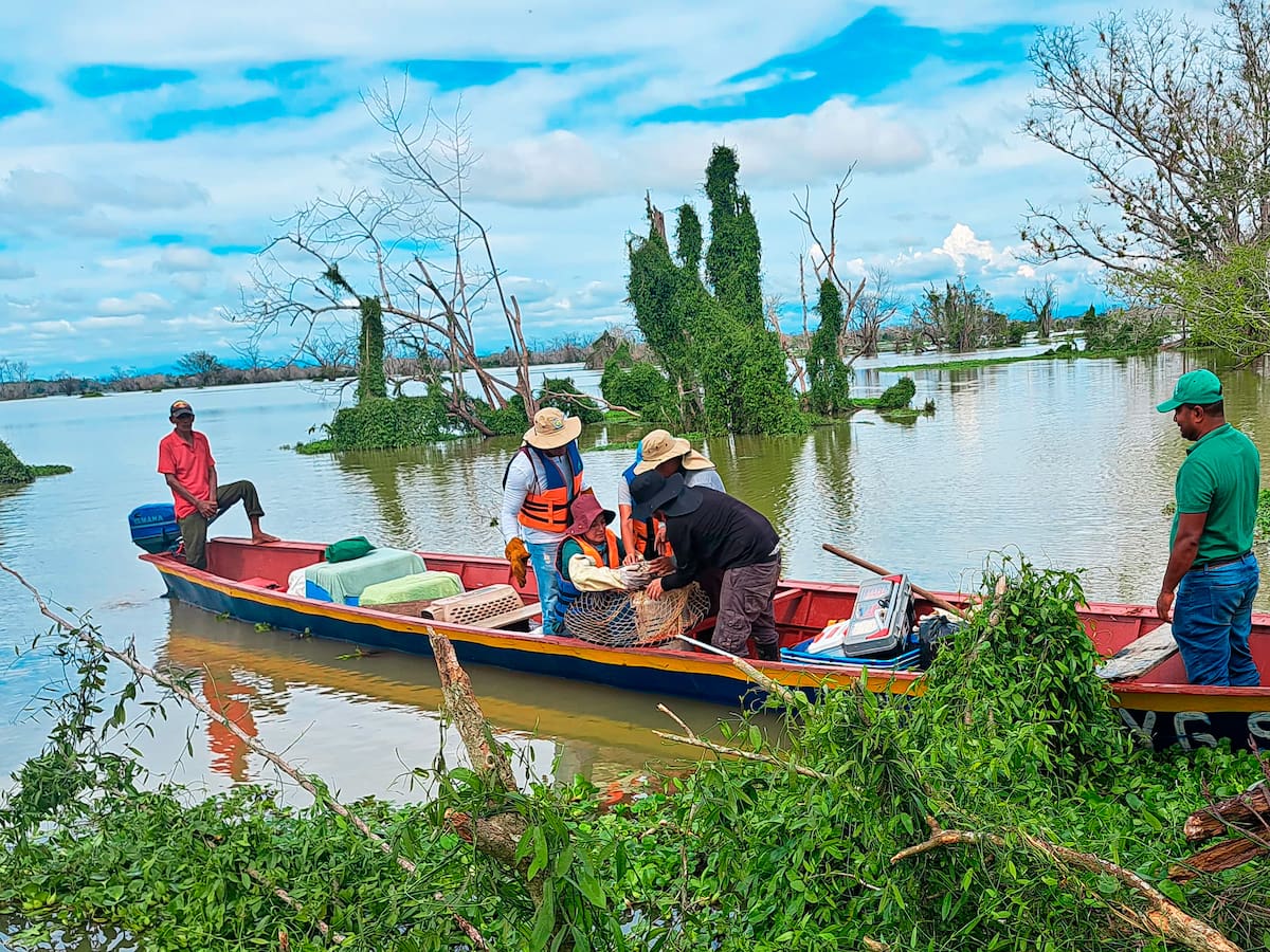 Sucre siembra 50.000 alevinos para recuperar ecosistemas y fortalecer la pesca en La Mojana
