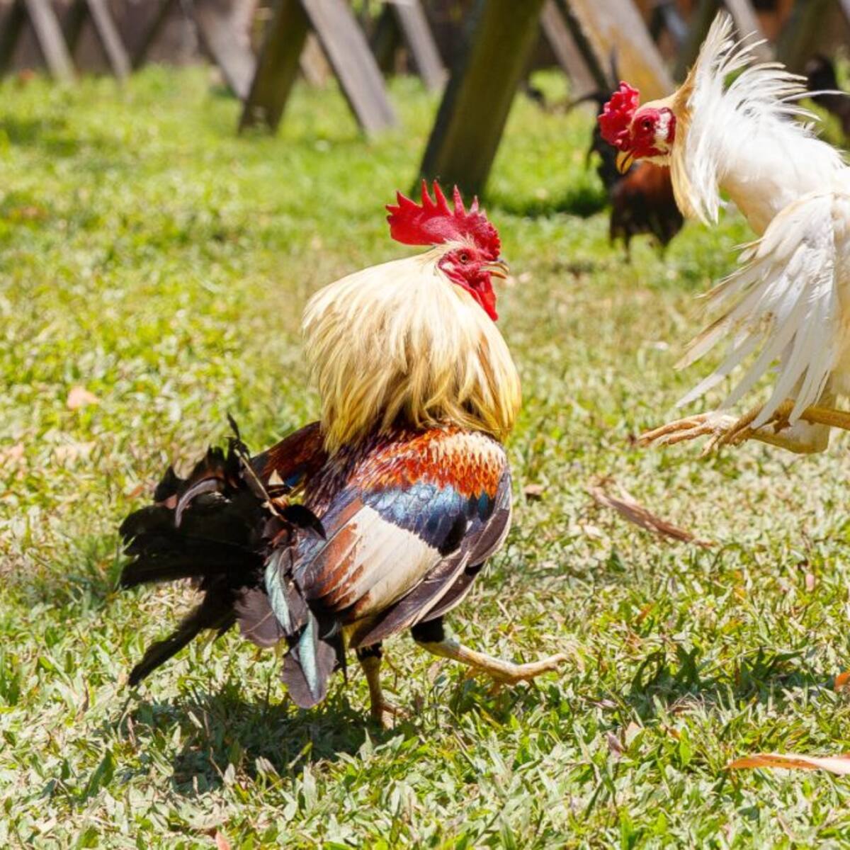 Piden a la Corte anular sentencia que prohíbe la pelea de gallos en Colombia