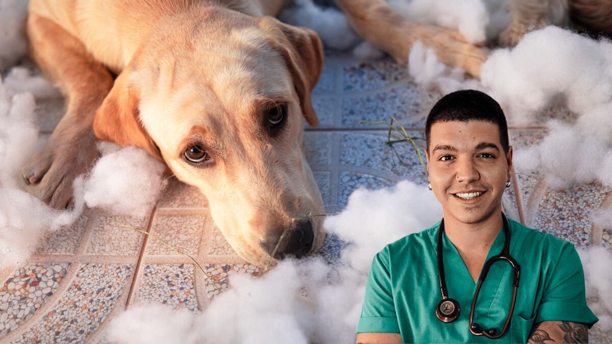 El veterinario Adrián Conde advirtió que muchas personas tienen una lectura equivocada de los animales. Foto: Getty Images/ Adrián Conde.