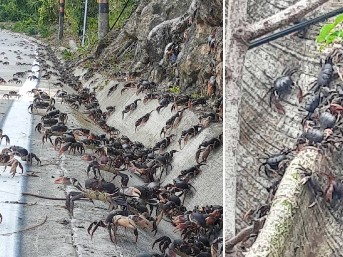 No respetan la veda para el Cangrejo Negro en Providencia