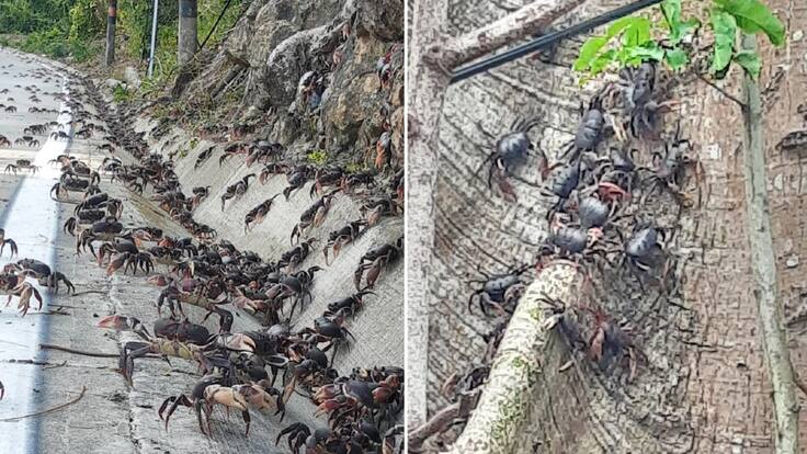 No respetan la veda para el Cangrejo Negro en Providencia
