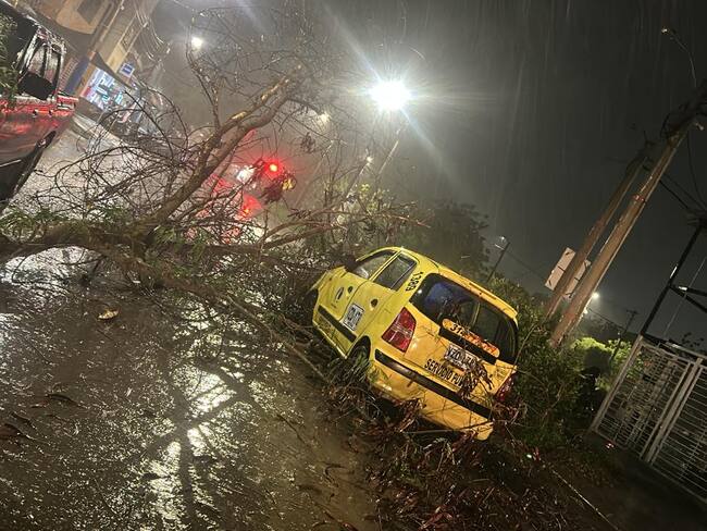 con un total de 32 arboles reportan hasta el momento. Foto Redes Sociales Relacionada.