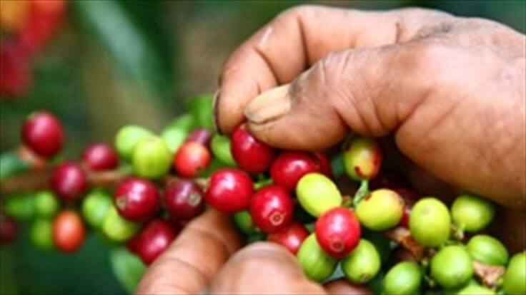 Cafeteros de Caldas piden formalizar el empleo de los recolectores