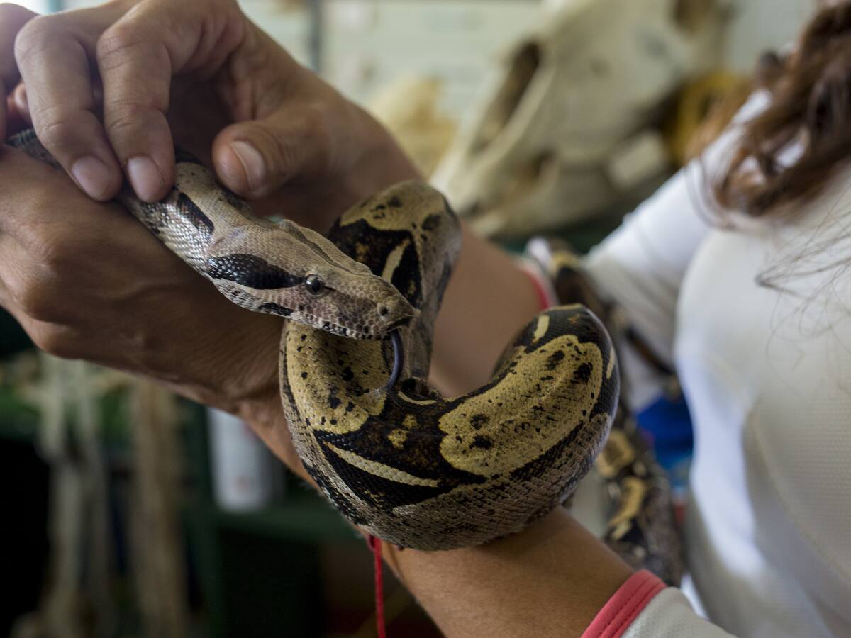 Menor indígena de nueve años murió por la picadura de una serpiente en Urrao, Antioquia