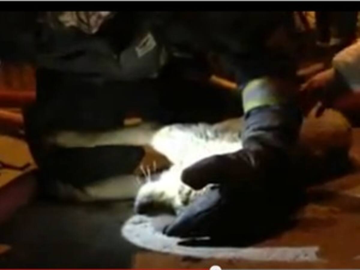 Un bombero reanima a un perro afectado por un incendio
