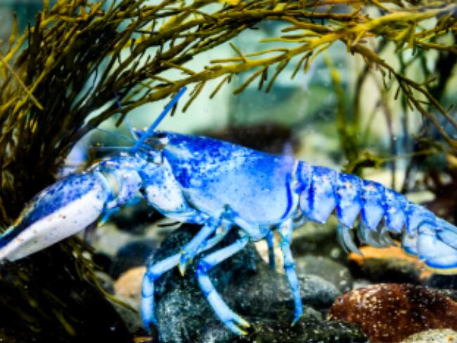 Neptuno, langosta azul, (Fotos: Matthew Modoono/Northeastern University).