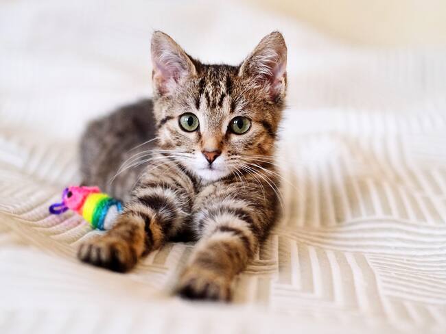 Gato acostado encima de una cama junto a su juguete (Foto vía GettyImages)