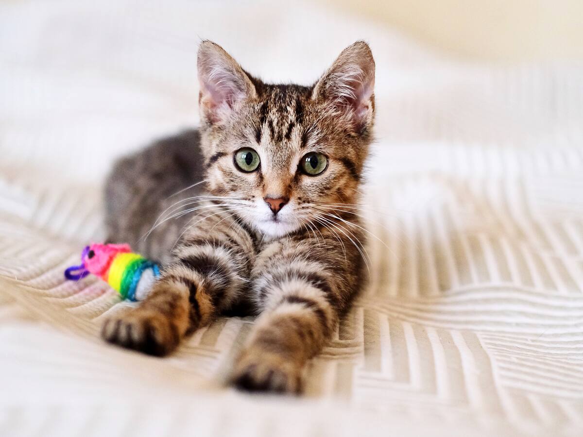 Según la IA así se verán los gatos dentro de 1000 años: ¿serán modificados genéticamente?