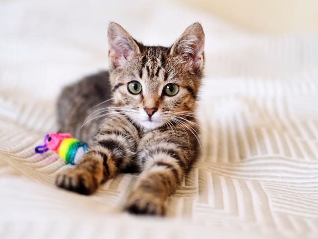 Gato acostado encima de una cama junto a su juguete (Foto vía GettyImages)