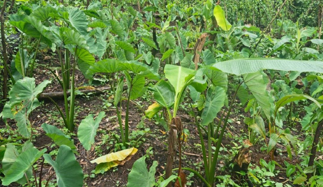 Cultivos de chonque. Imagen de referencia