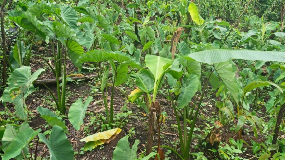 El chonque, alimento muy nutritivo, es otra opción para los campesinos