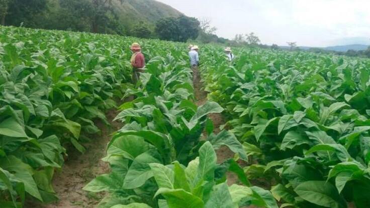Gobierno inició acompañamiento de tabacaleros en Santander