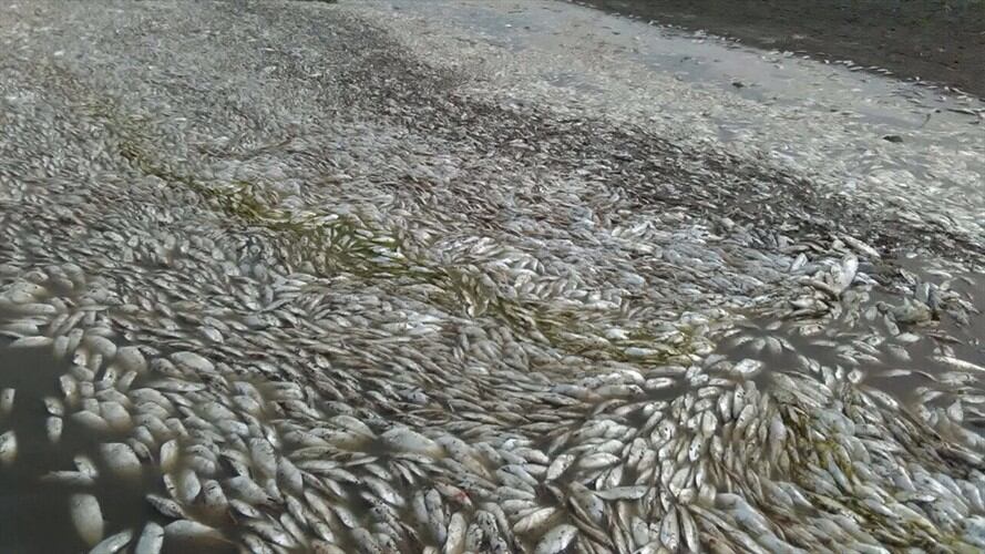 A causa de la sequía, los peces de La Ciénaga se están muriendo. Foto: Cortesía/ Dolly Solorzano.