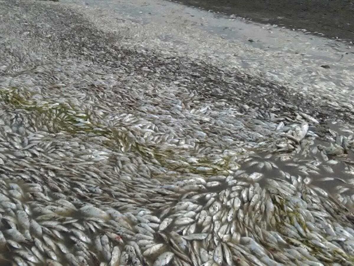 Reportan mortandad de peces en la Ciénaga de Zapayán, subregión del Magdalena
