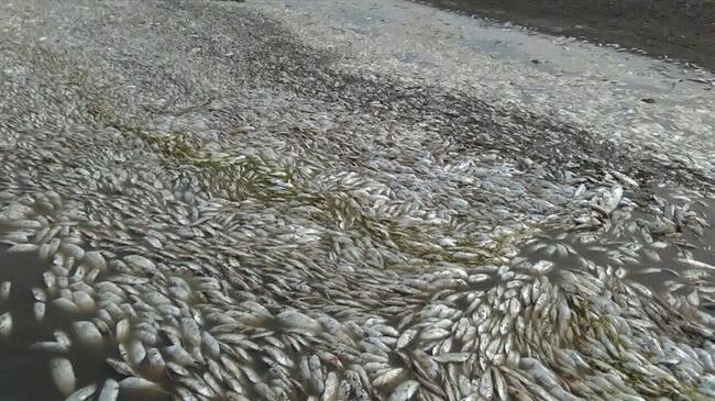 A causa de la sequía, los peces de La Ciénaga se están muriendo. Foto: Cortesía/ Dolly Solorzano.