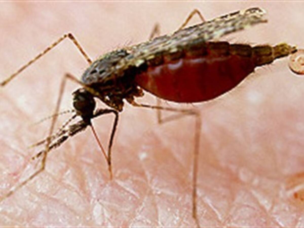 Desarrollan parche para evitar la malaria
