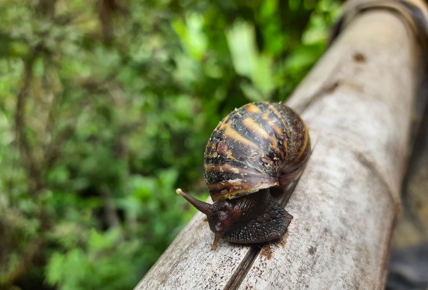 CORPOBOYACÁ refuerza acciones para controlar la invasión del Caracol Gigante Africano, una amenaza creciente para la salud pública y la agricultura en Boyacá.